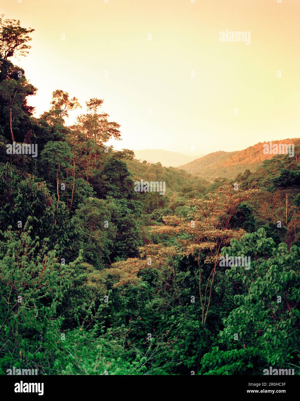 MEXICO, Tapachula, Shade grown coffee farm, Finca Irlanda Stock Photo