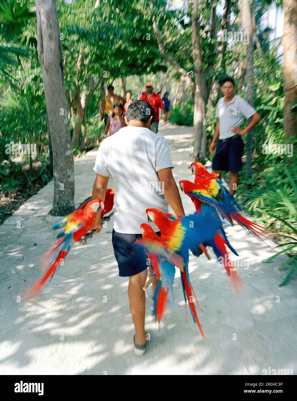MEXICO, Maya Riviera, man carrying Macaws at Xcaret Eco Park Stock Photo