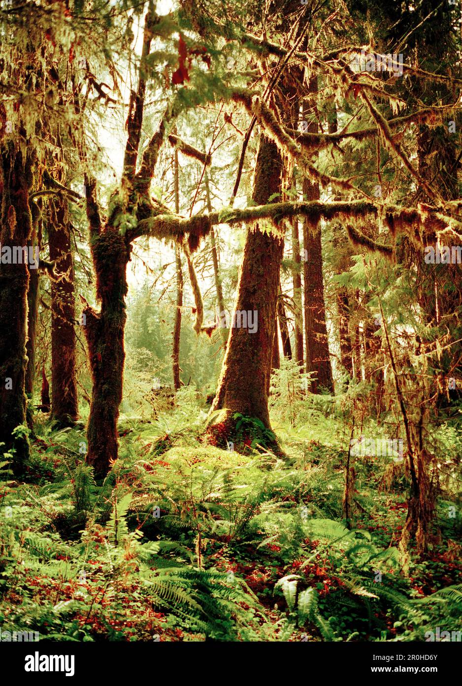 USA, Washington State, Sitka Spruce and Western Hemlock trees, Olympic National Park Stock Photo