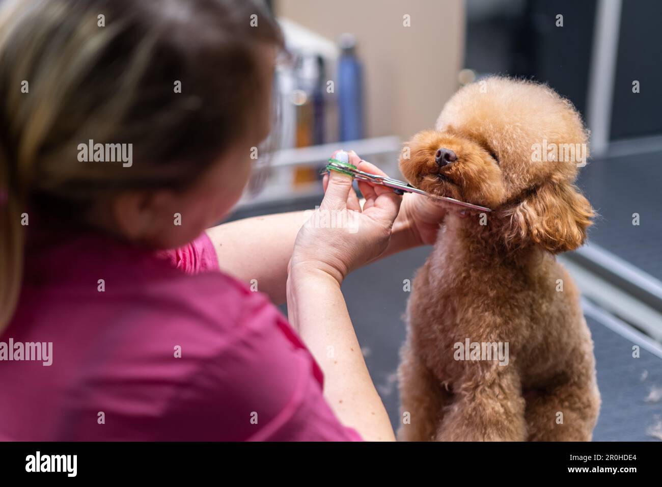 Pet stylist giving a dog haircut at pet spa grooming salon. Closeup