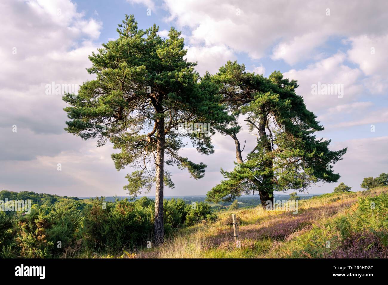 Two Pinus sylvestris or Scots pine trees in Ashdown forest on a cloudy summer afternoon, East Sussex, South East England Stock Photo