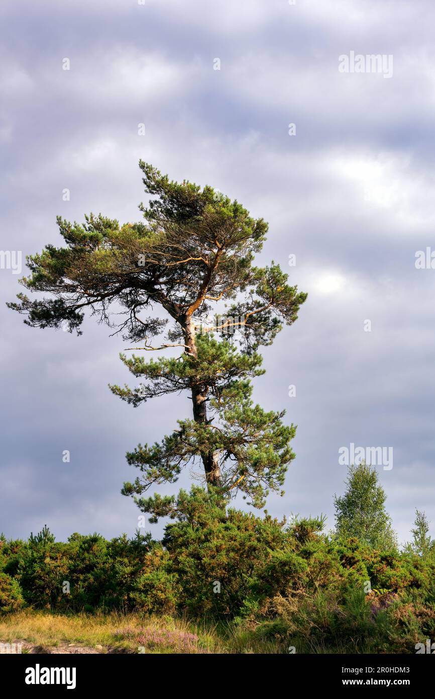 Solitary Pinus sylvestris or Scots pine tree in Ashdown forest on a cloudy summer afternoon, East Sussex, South East England Stock Photo