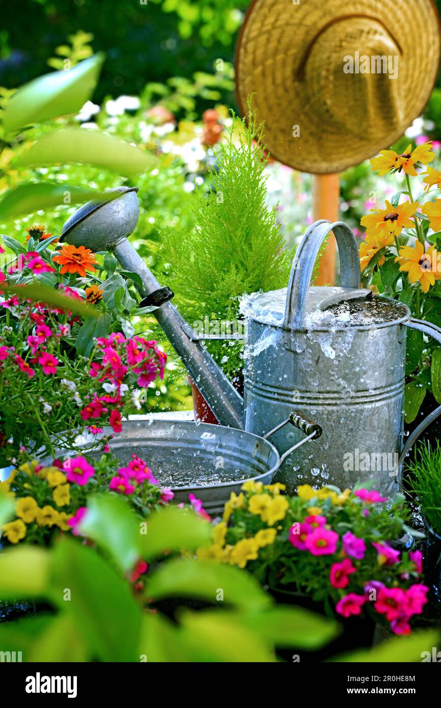 water splashing from a tin watering can on a planting desk with flowers, Germany Stock Photo