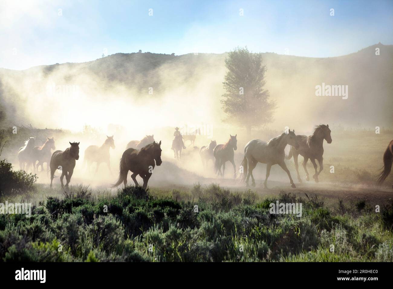 USA, Wyoming, Encampment, Wranglers leading horses to the barn in the early morning Stock Photo