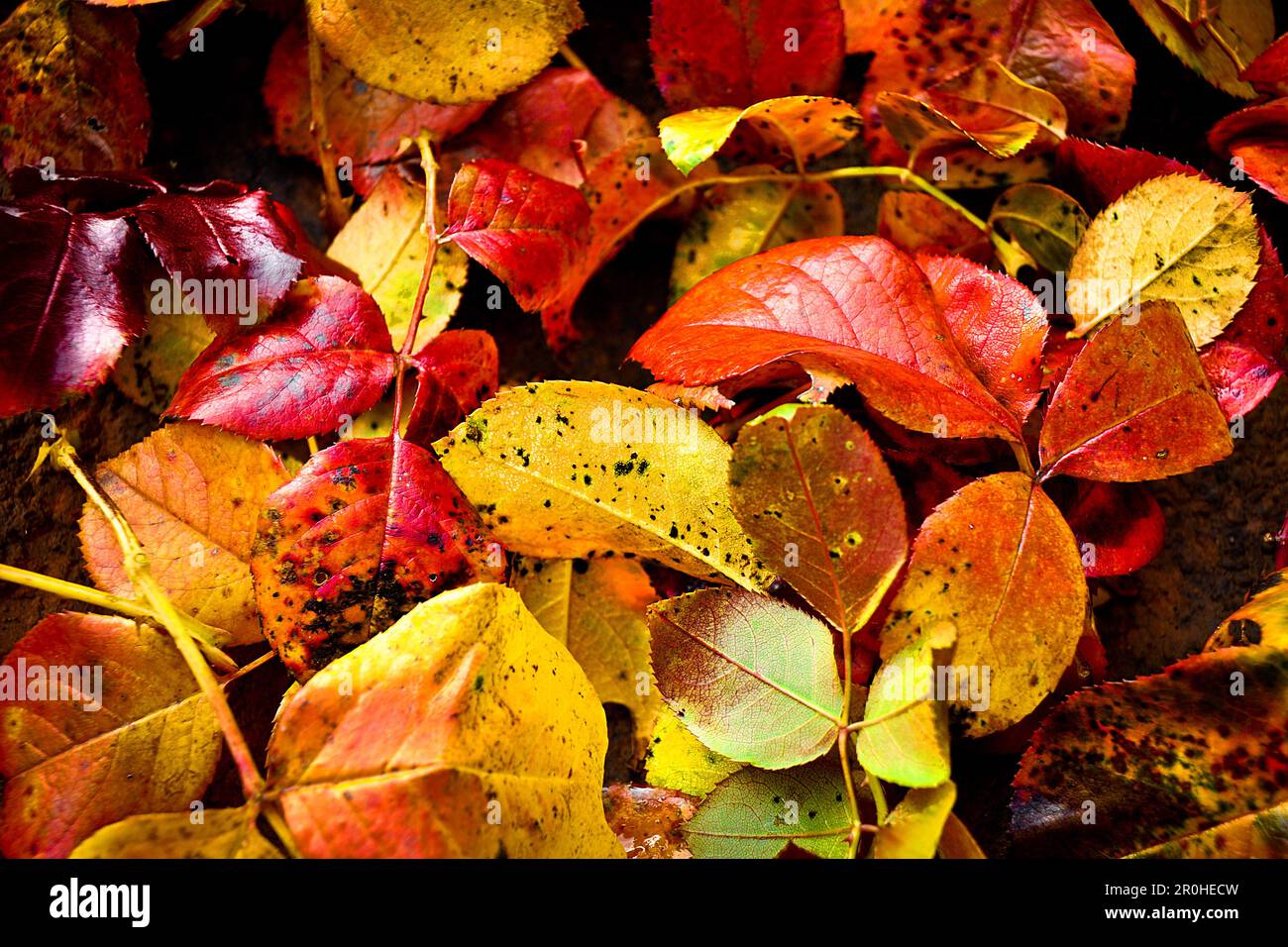 rose leaves in autumn Stock Photo
