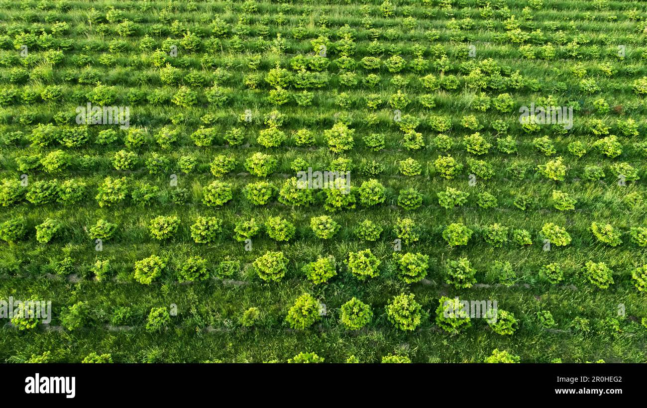 Nordman fir (Abies nordmanniana), young trees in a Christmas tree plantation, 2018-05-26, aerial picture, Germany, North Rhine-Westphalia Stock Photo
