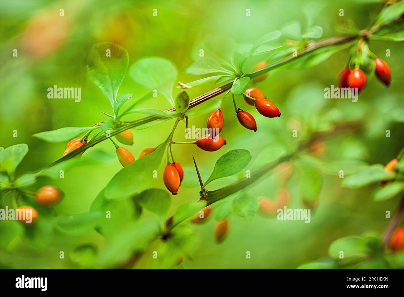 common barberry, European barberry (Berberis vulgaris), branch with fruits, Germany Stock Photo