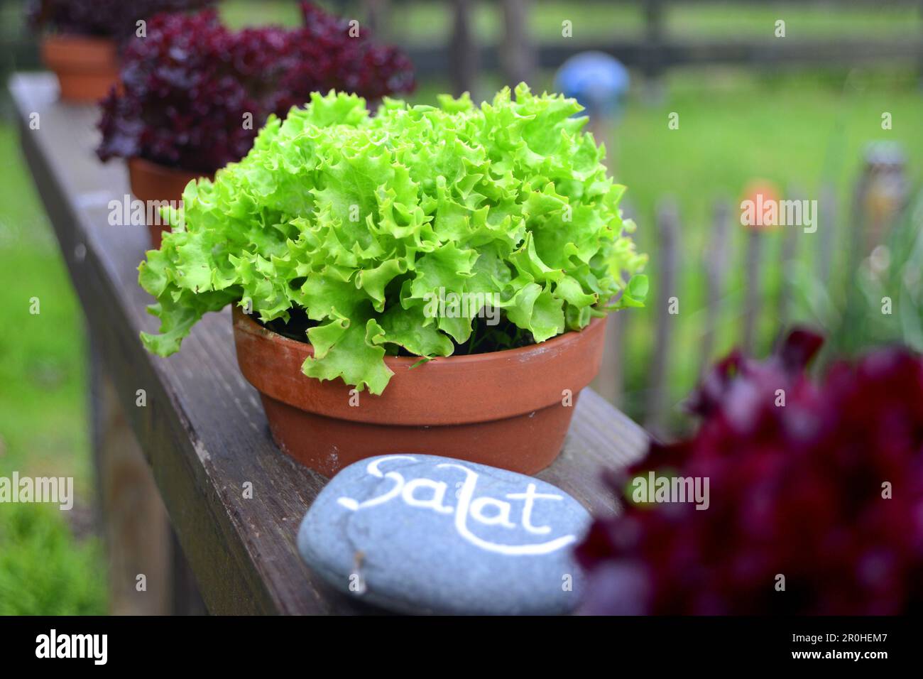 garden lettuce (Lactuca sativa), pots with lettuce on a balcony