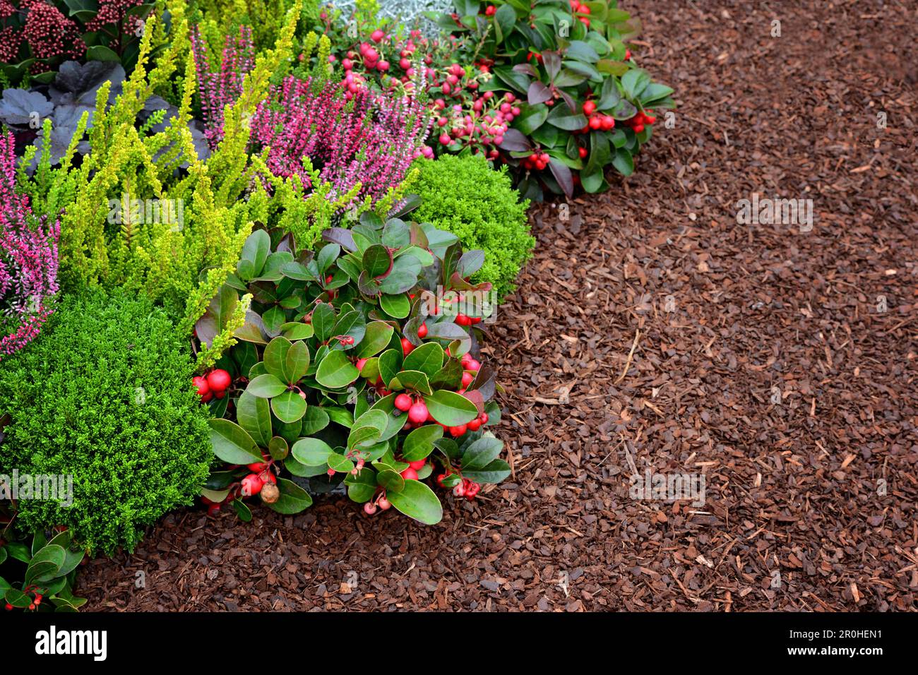 eastern teaberry, wintergreen (Gaultheria procumbens), autumn plants on