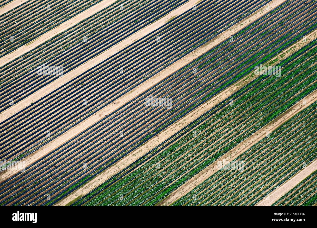 fields in summer, aerial view, Belgium, East Flanders, Meetjeslands Krekengebied, Meetjesland Stock Photo