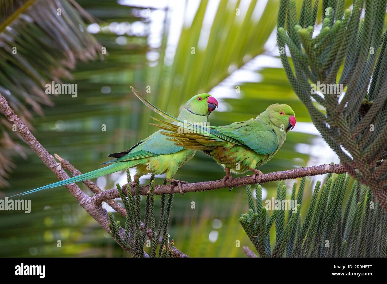 rose-ringed parakeet (Psittacula krameri), pair on an Araucaria in front of a palm tree, Canary Islands, Lanzarote, Arrecife Stock Photo