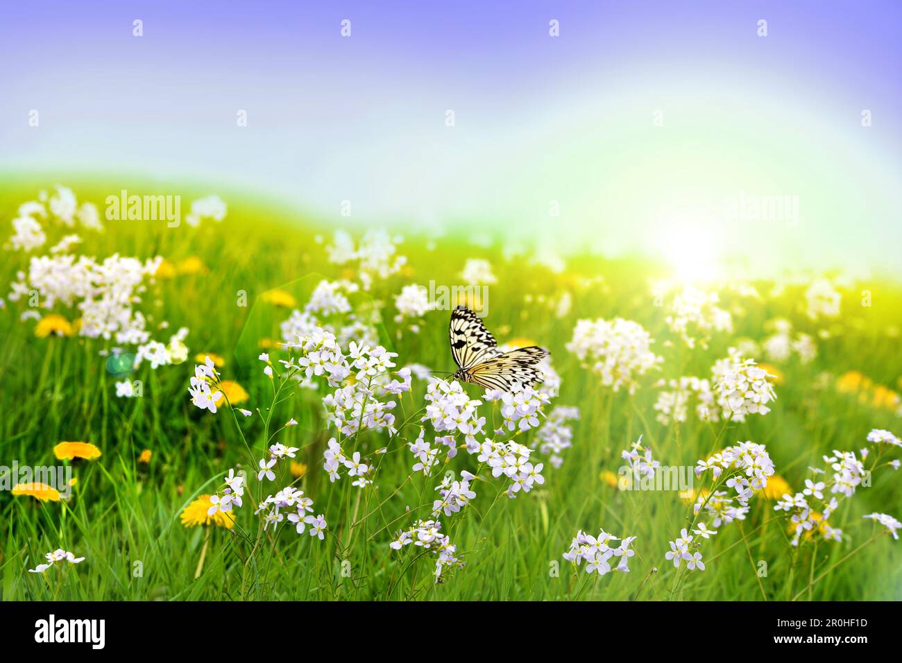 Bog Pink, Cuckoo Flower, Lady's Smock, Milkmaids (Cardamine pratensis), blooming in a meadow with butterfly, composing, Germany Stock Photo