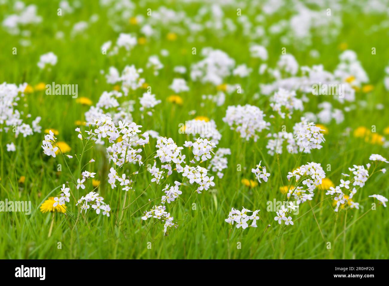 Bog Pink, Cuckoo Flower, Lady's Smock, Milkmaids (Cardamine pratensis), blooming in a meadow, Germany Stock Photo