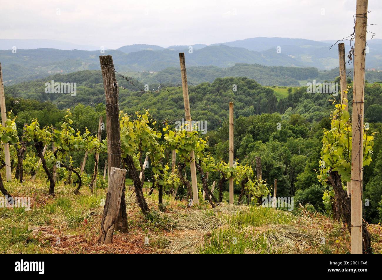 Vineyards near Maribor, Eastern Slovenia, Slovenia Stock Photo