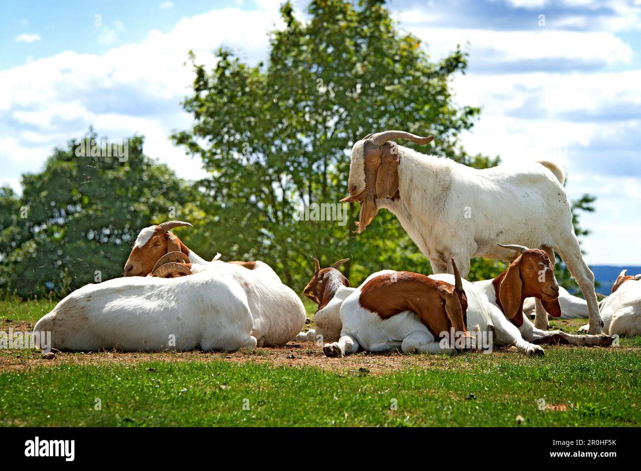 domestic goat (Capra hircus, Capra aegagrus f. hircus), group resting on a pasture, Germany Stock Photo