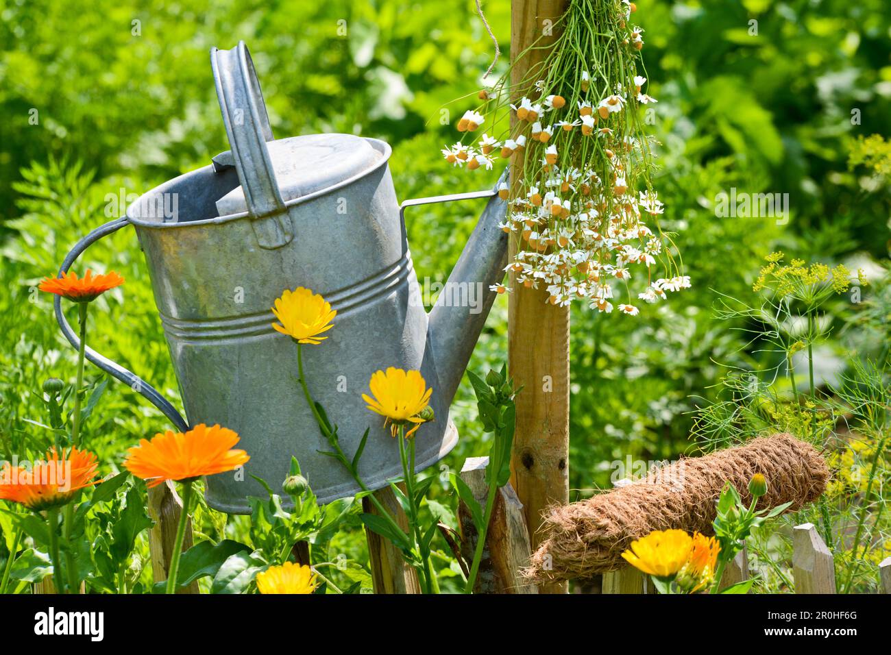 watering can and hung up chamomile in a garden, Germany Stock Photo