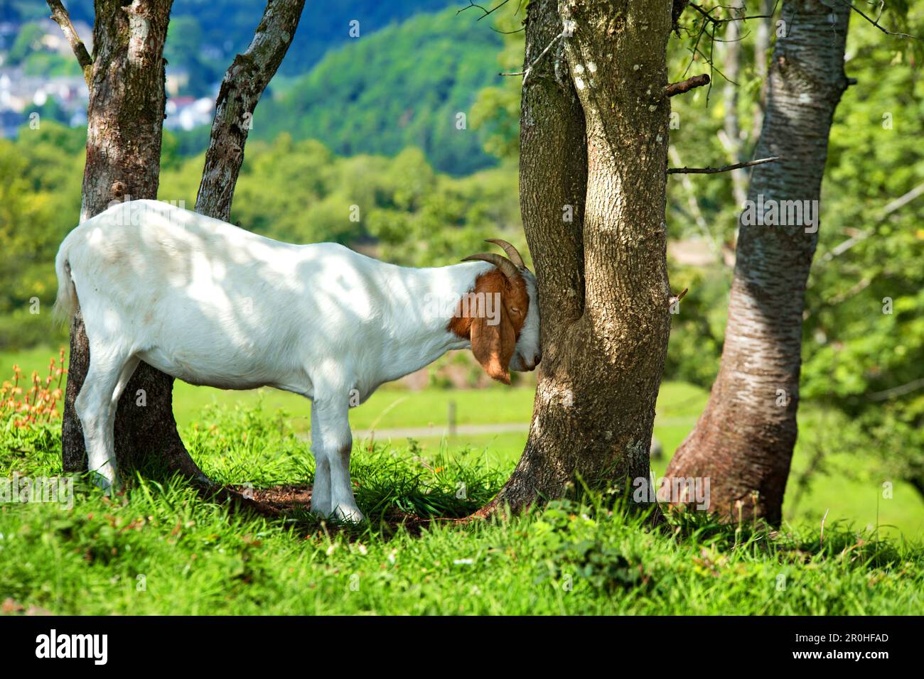 domestic goat (Capra hircus, Capra aegagrus f. hircus), pushing its
