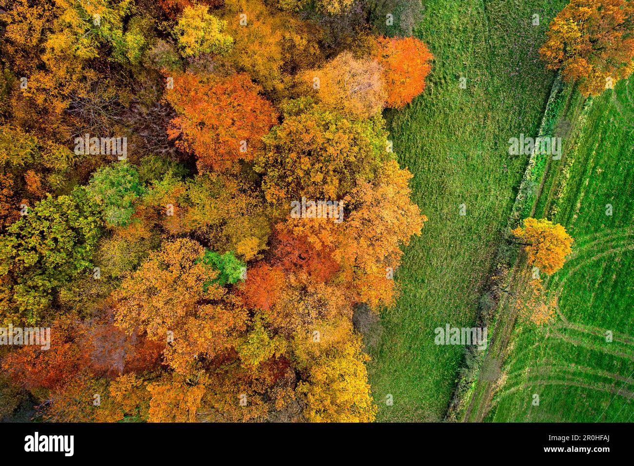 Aerial top view deciduous forest hi-res stock photography and images ...