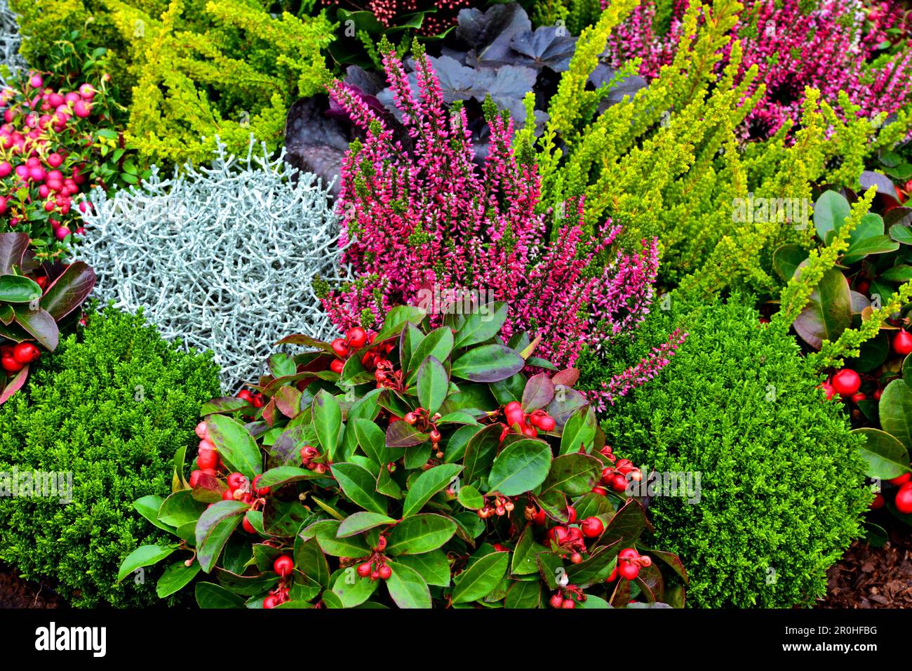 eastern teaberry, wintergreen (Gaultheria procumbens), autumn plants on