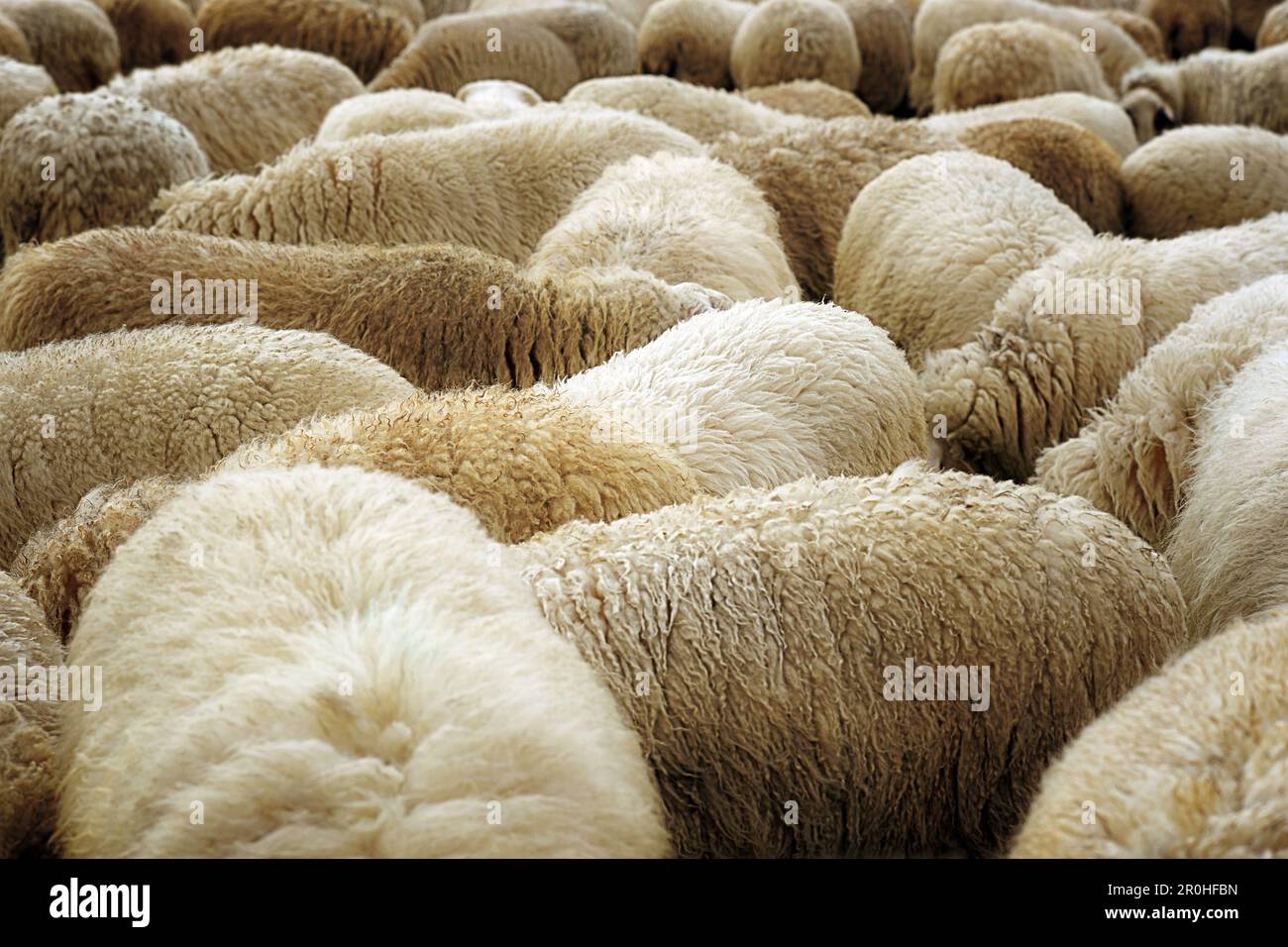 domestic sheep (Ovis ammon f. aries), standing densly together, Germany Stock Photo