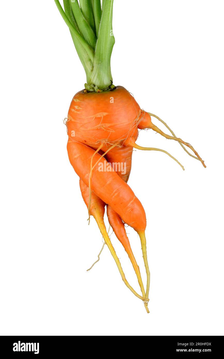 carrot (Daucus carota subsp. sativus, Daucus carota var. sativus), unusual grown carrot, crossing legs, cut out, Europe, Germany Stock Photo