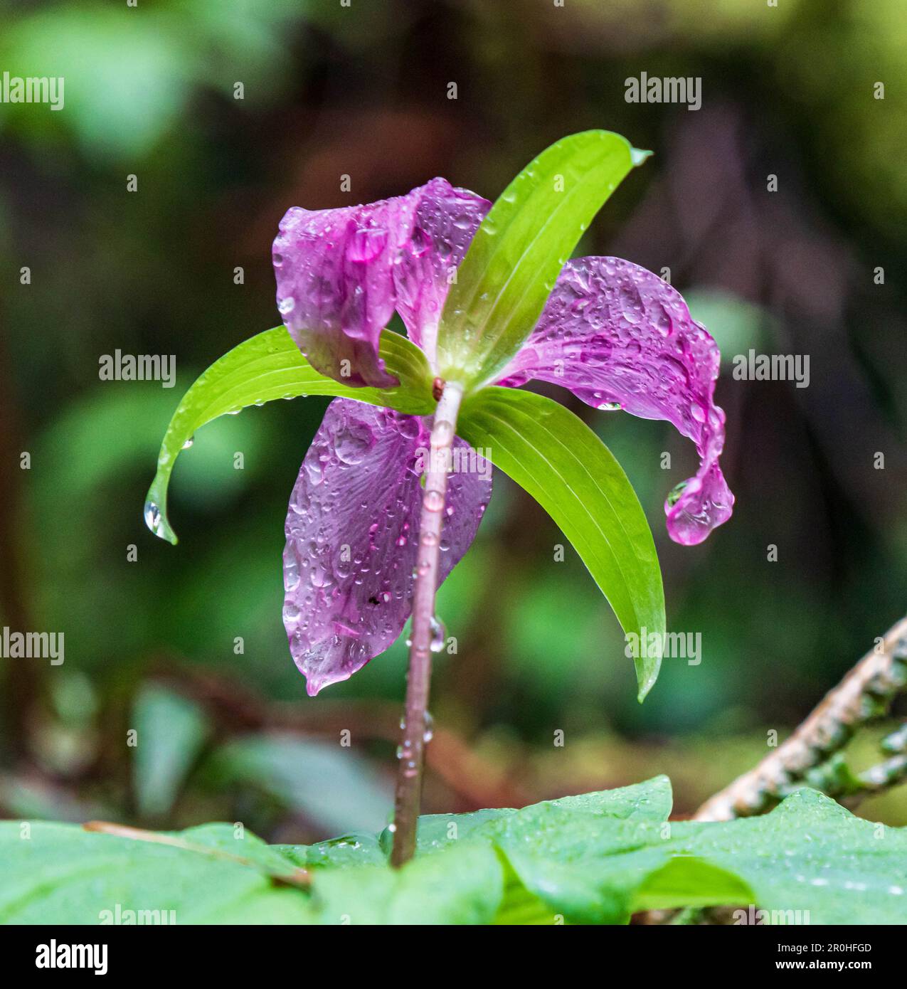 Purple Trillium blossom with rain drops on petals and leaves Stock