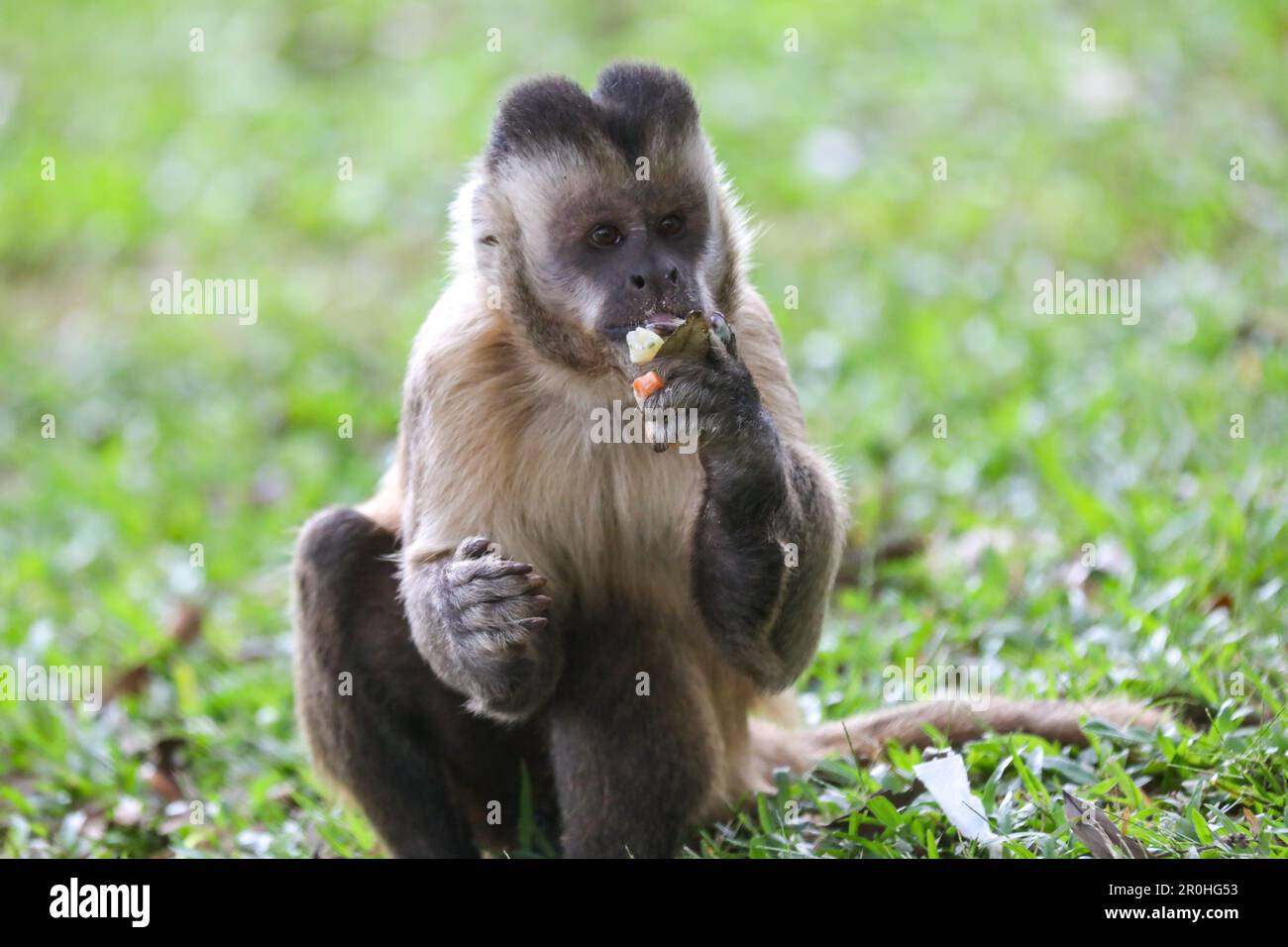 Closeup of tufted capuchin monkey (Sapajus apella), capuchin monkey into the wild in Brazil. Stock Photo