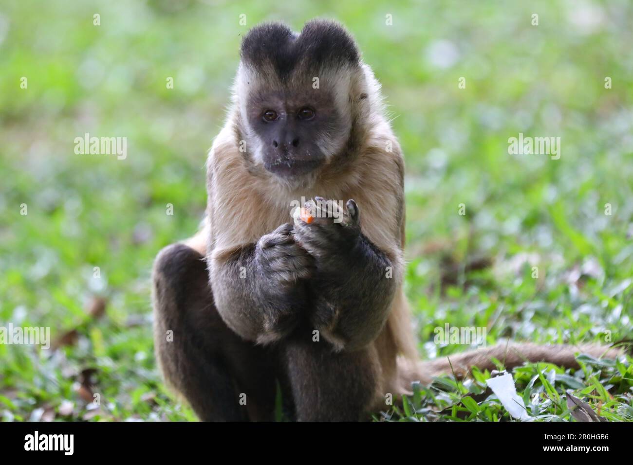 Closeup of tufted capuchin monkey (Sapajus apella), capuchin monkey into the wild in Brazil. Stock Photo