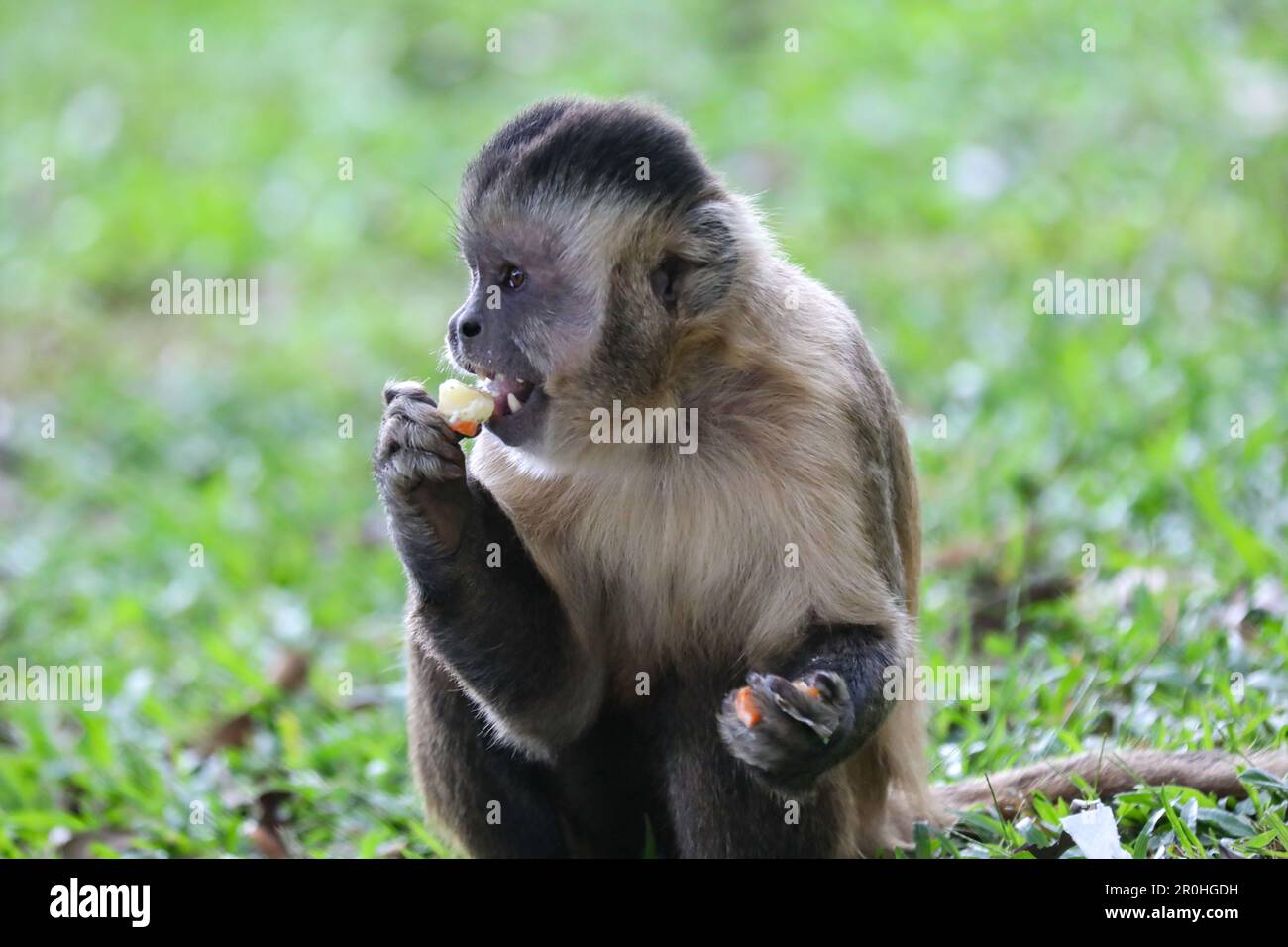 Closeup of tufted capuchin monkey (Sapajus apella), capuchin monkey into the wild in Brazil. Stock Photo