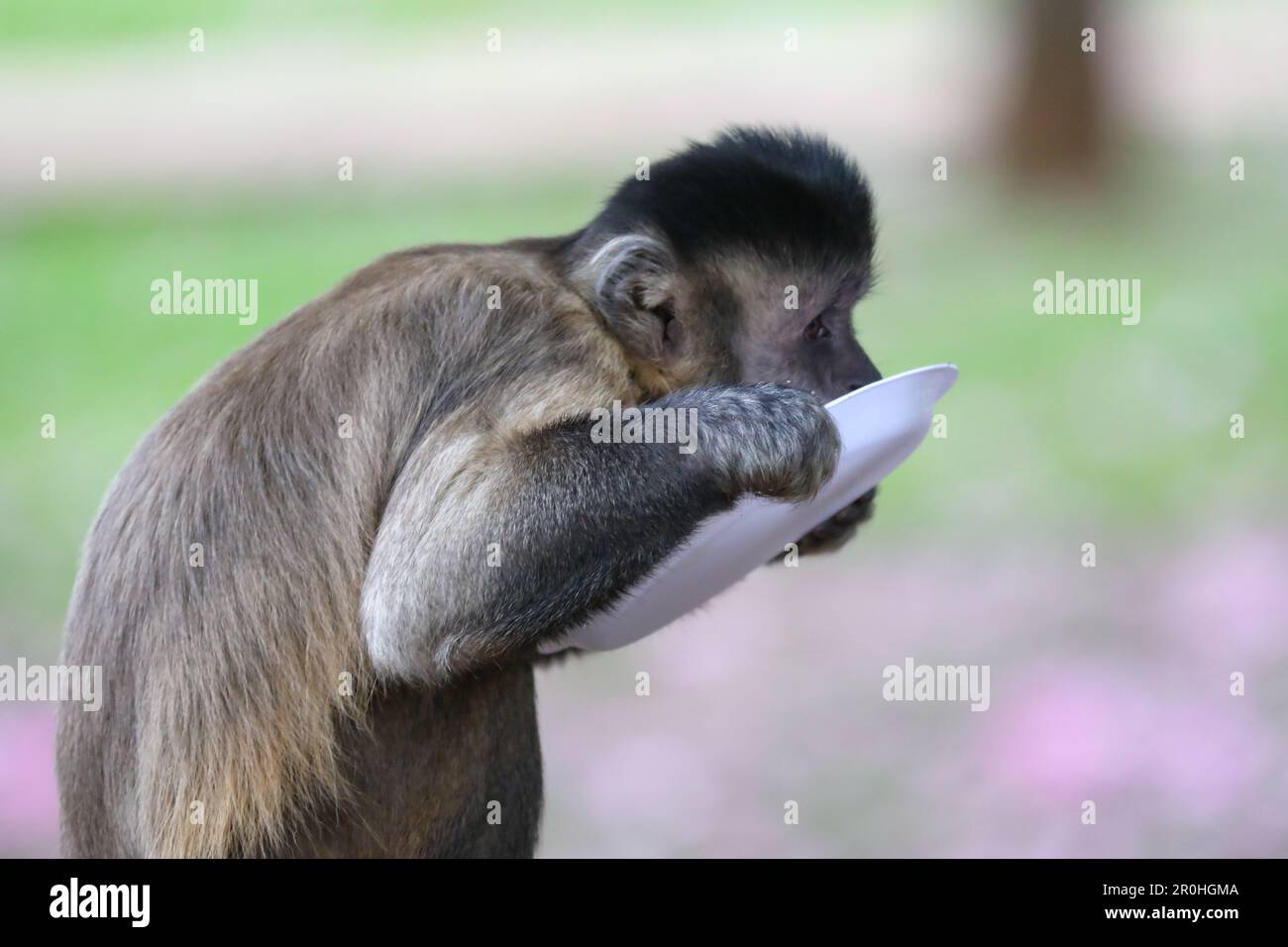 Tufted capuchin monkey (Sapajus apella), AKA macaco-prego into the wild in  Brazil Stock Photo - Alamy