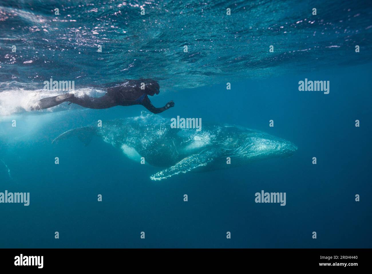 Humpback Whale and Free Diver, Megaptera novaeangliae, Indian Ocean, Wild Coast, South Africa Stock Photo