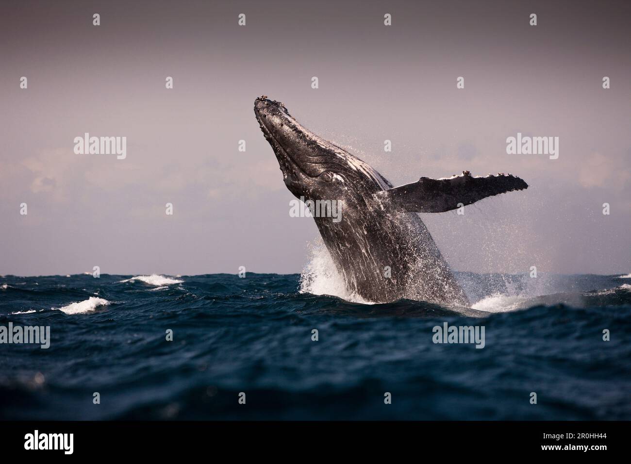 Humpback whale breaching africa hi-res stock photography and images - Alamy