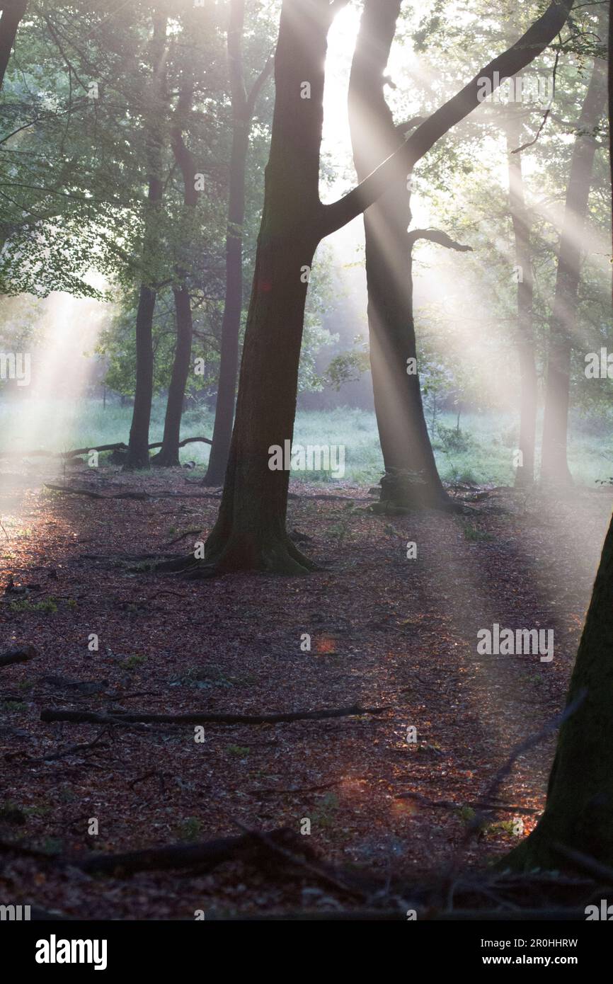 A vertical shot of rays of sunlight shining through the trees in a ...