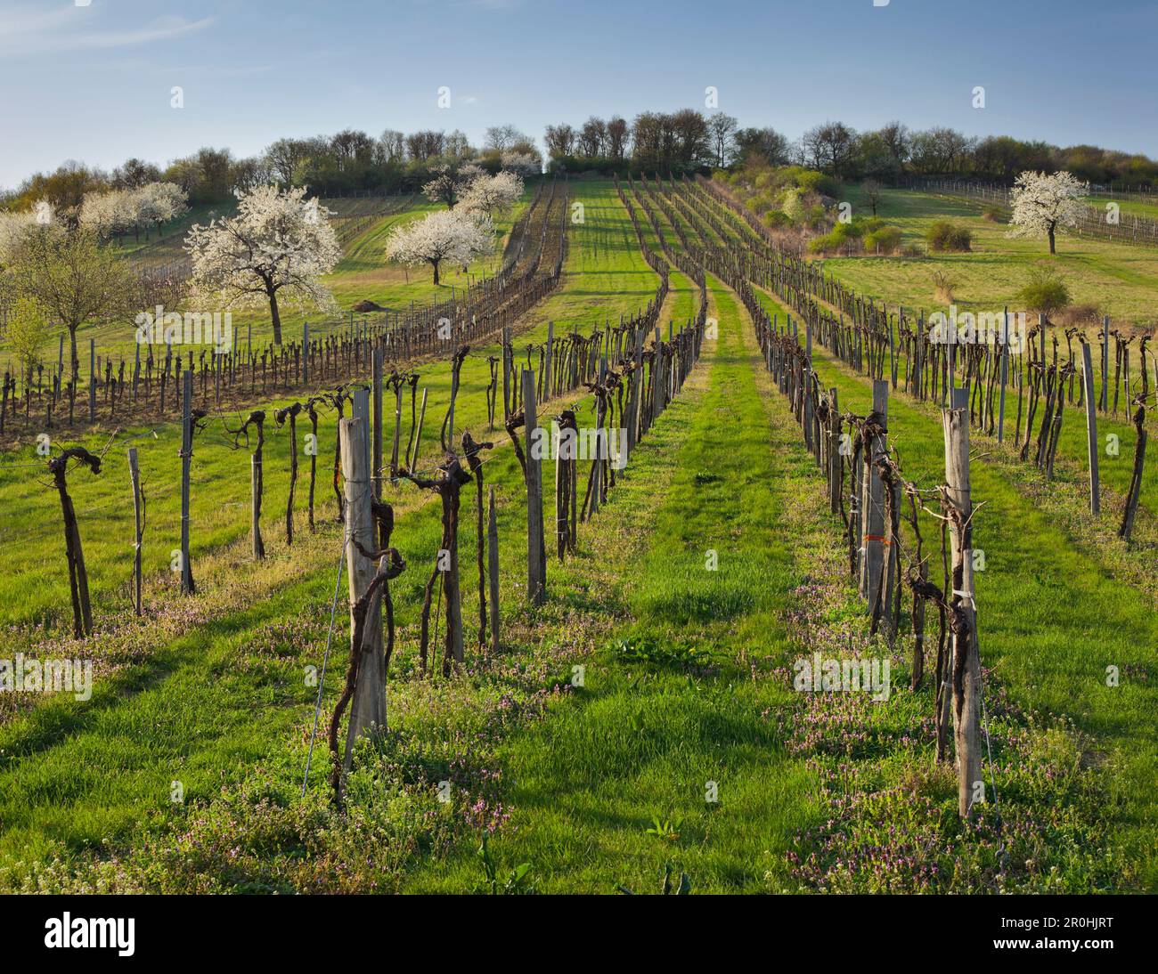 Vineyards and cherry blossom near Donnerskirchen, Burgenland, Austria Stock Photo