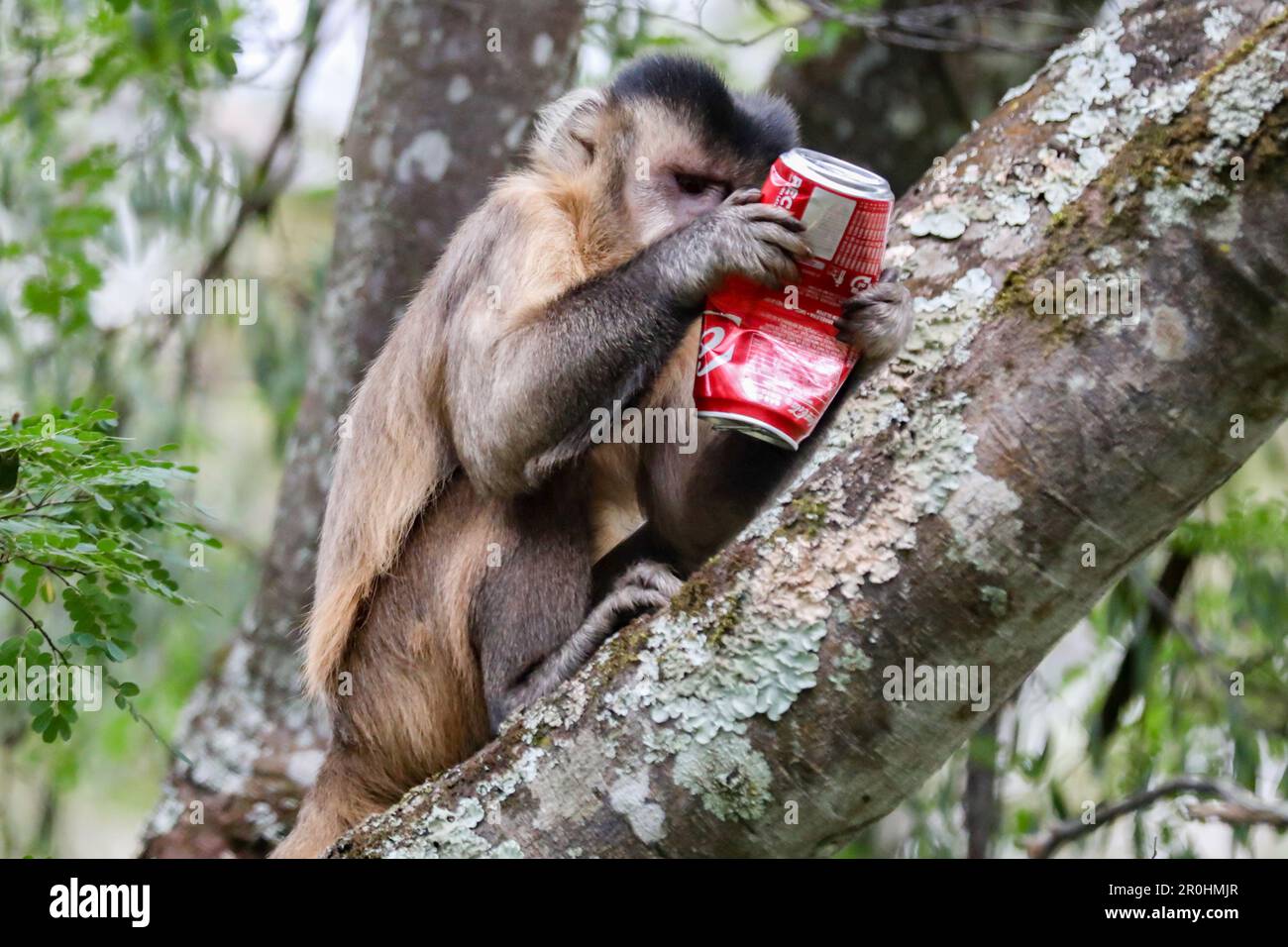 Closeup of tufted capuchin monkey (Sapajus apella), capuchin monkey into the wild in Brazil,with can of soda. Coca Cola Stock Photo