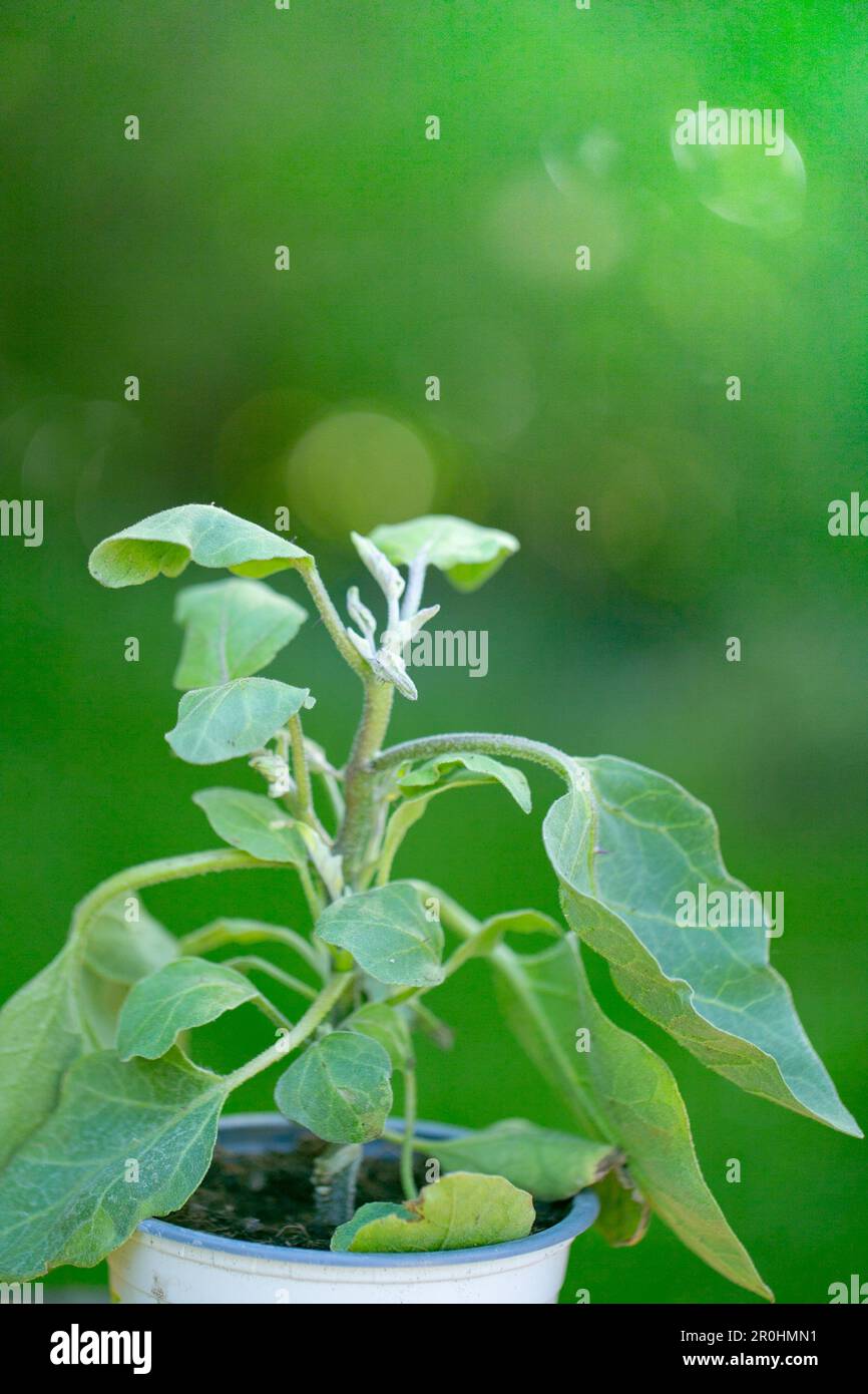 Eggplant seedling in a garden.Planting vegetable plants in the spring