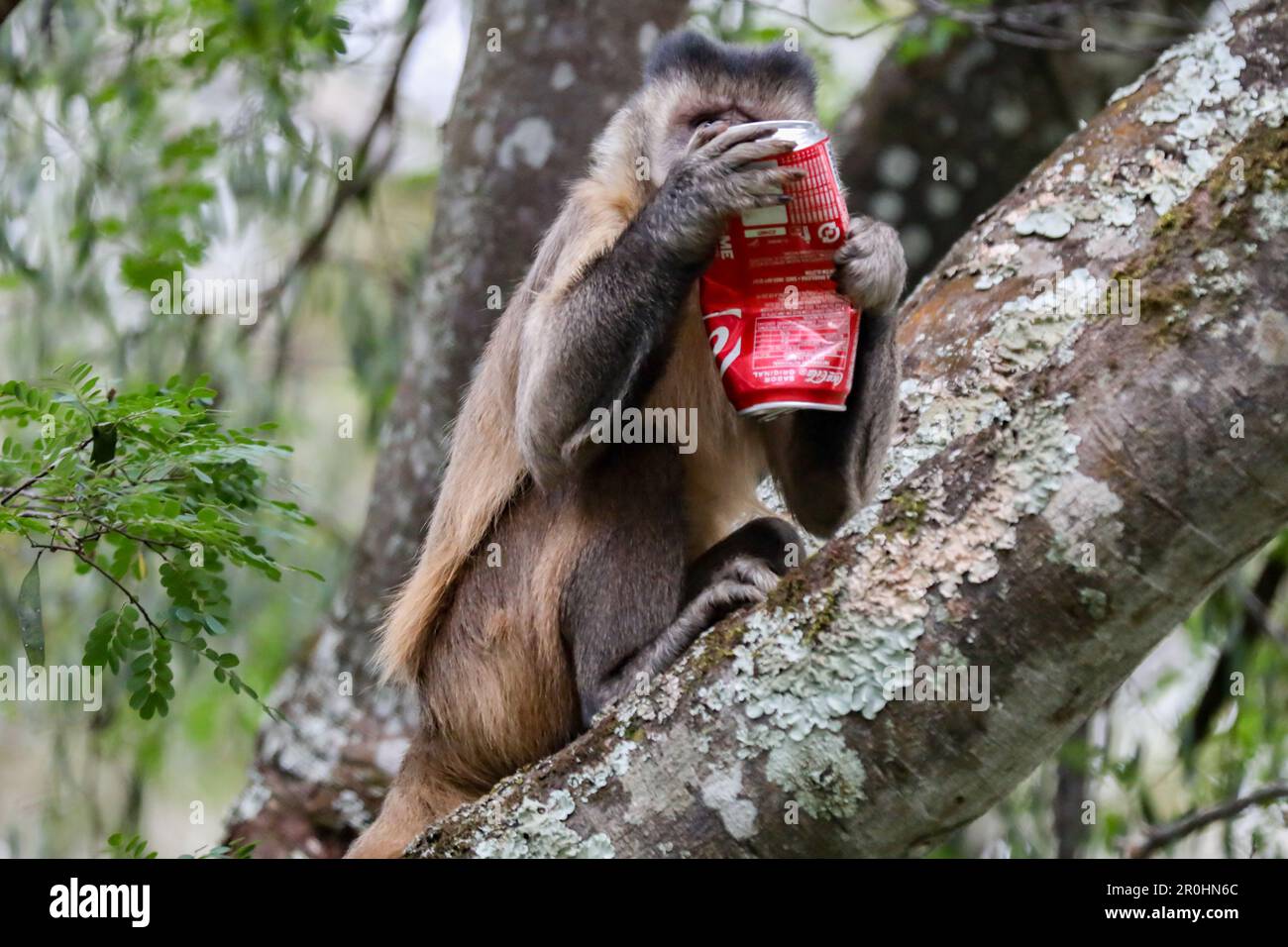 Wild Monkey on Top of a Tree, Macaco Prego Stock Photo - Image of cebus,  animal: 154088706