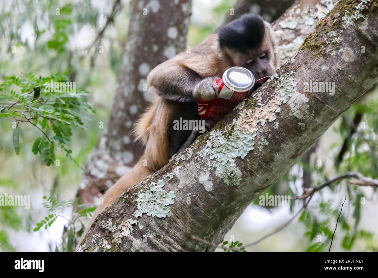 Macaco prego hi-res stock photography and images - Page 3 - Alamy