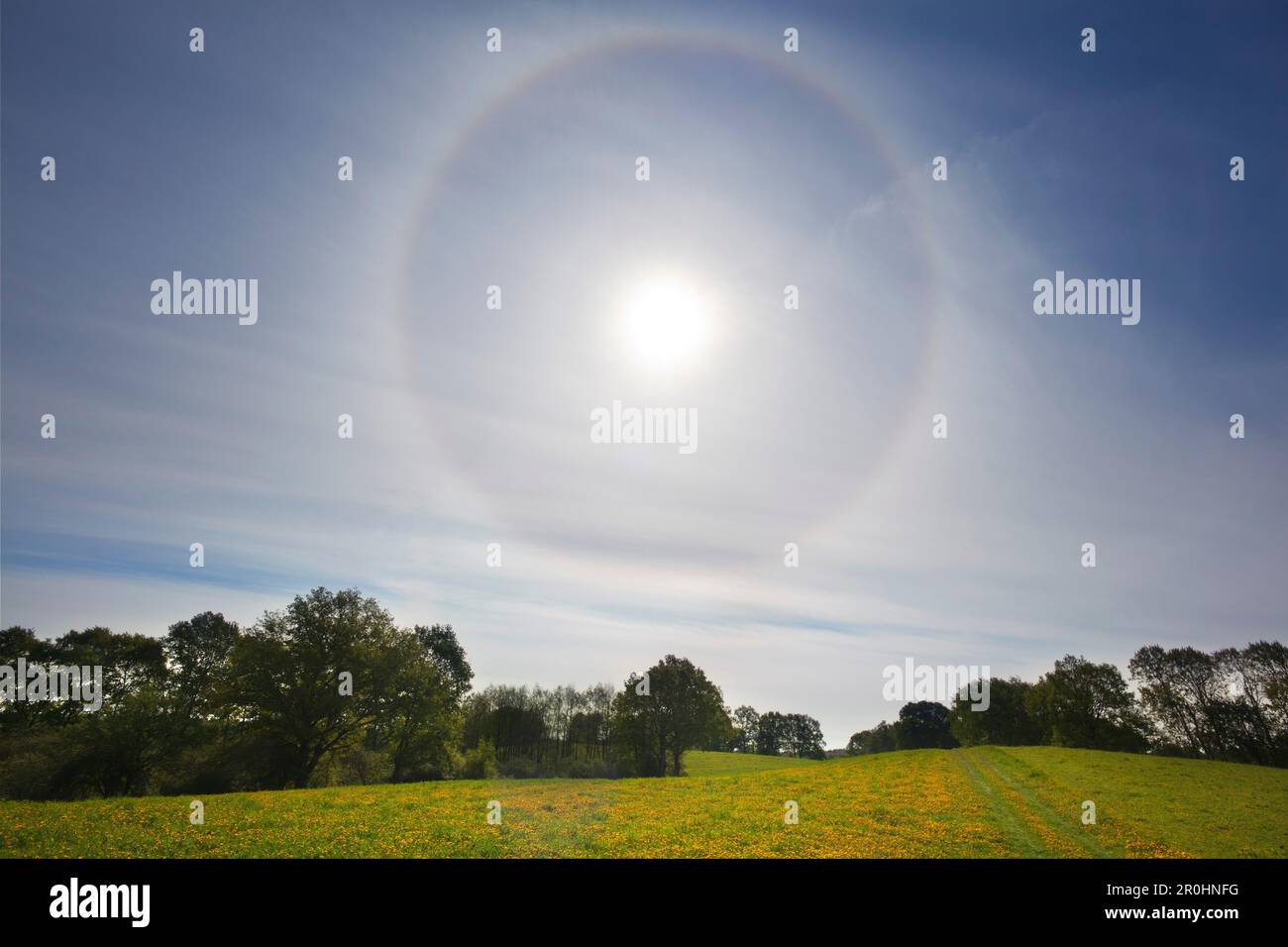 Halo (optical refraction in cirrostratus) above a dandelion field, Brandenburg, Germany Stock Photo