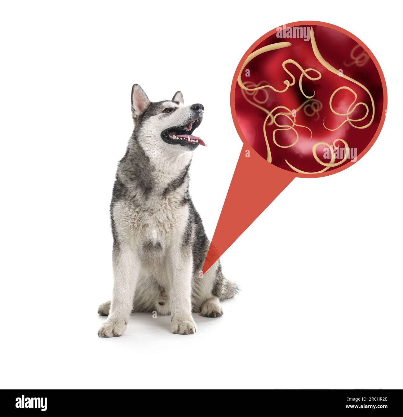 Cute dog and illustration of helminths under microscope on white background. Parasites in animal