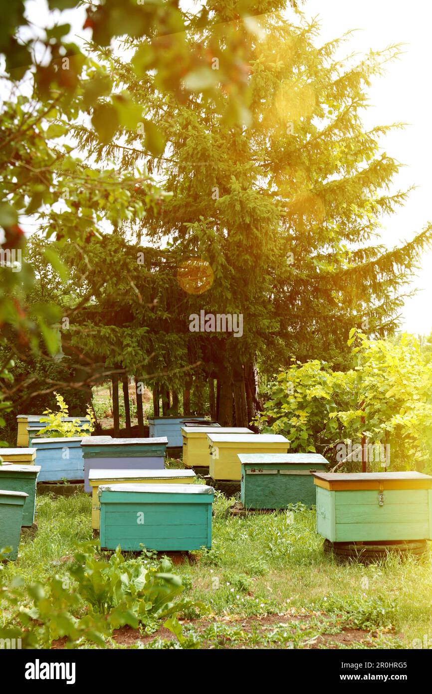 Different bee hives hi-res stock photography and images - Alamy