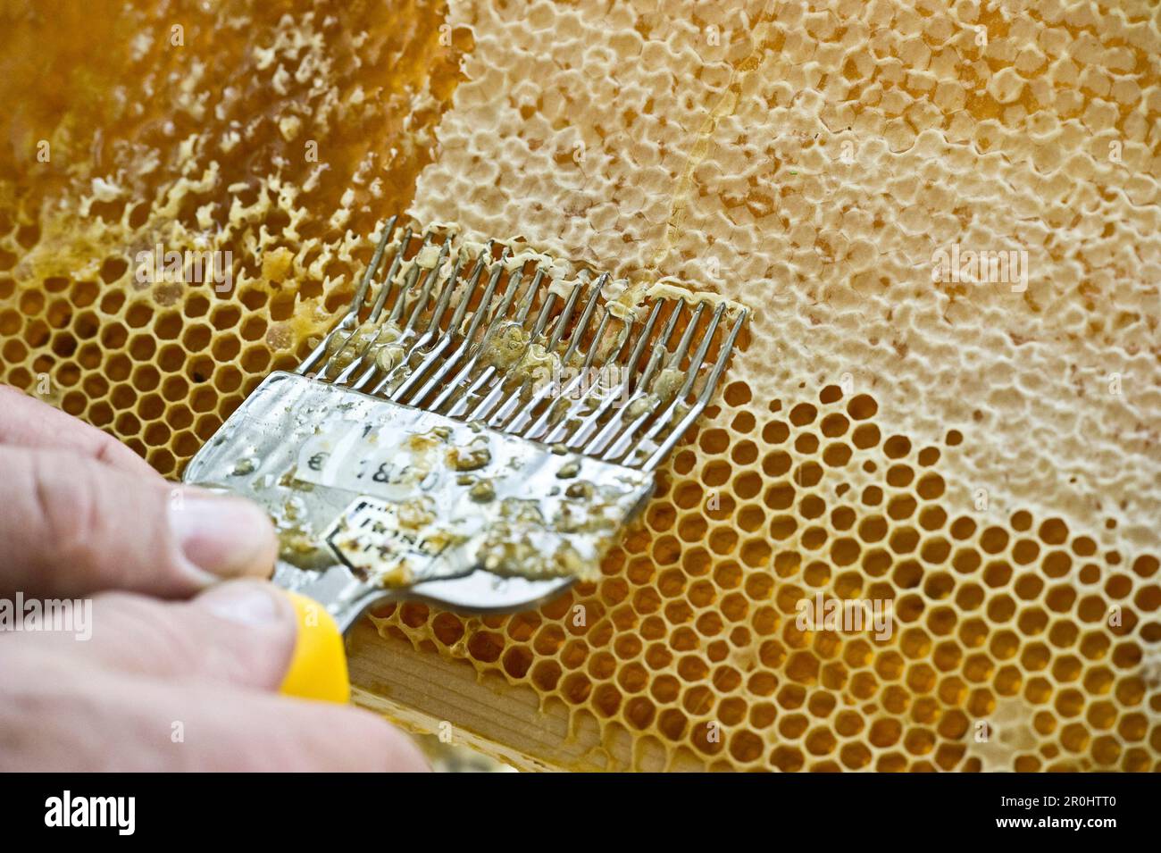 Uncapping of honeycombs, Freiburg im Breisgau, Black Forest, Baden-Wuerttemberg, Germany Stock Photo