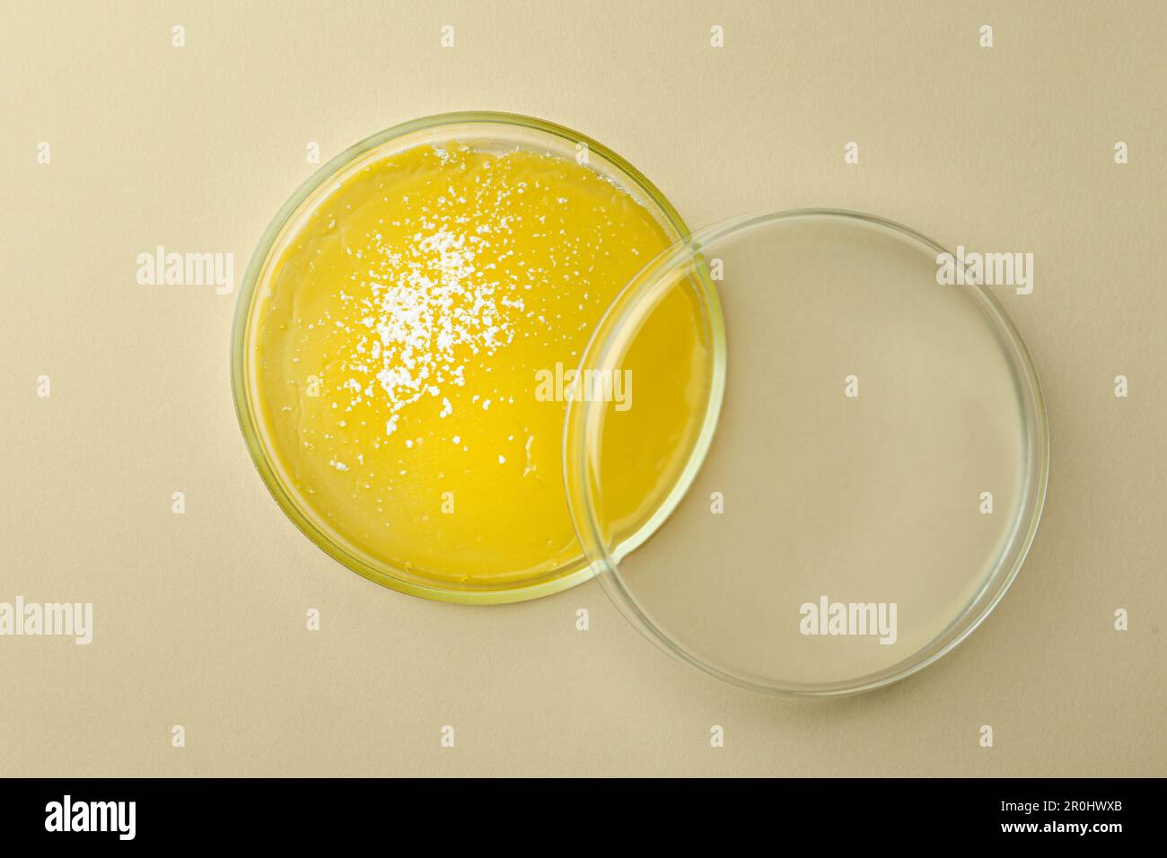 Petri dish with bacteria colony on beige background, top view Stock ...