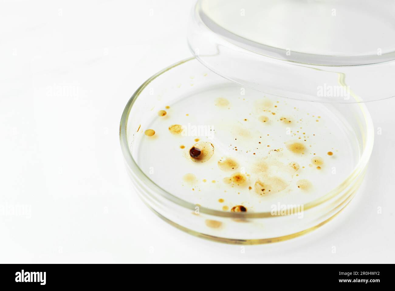 Petri dish with bacteria colony on white background Stock Photo Alamy