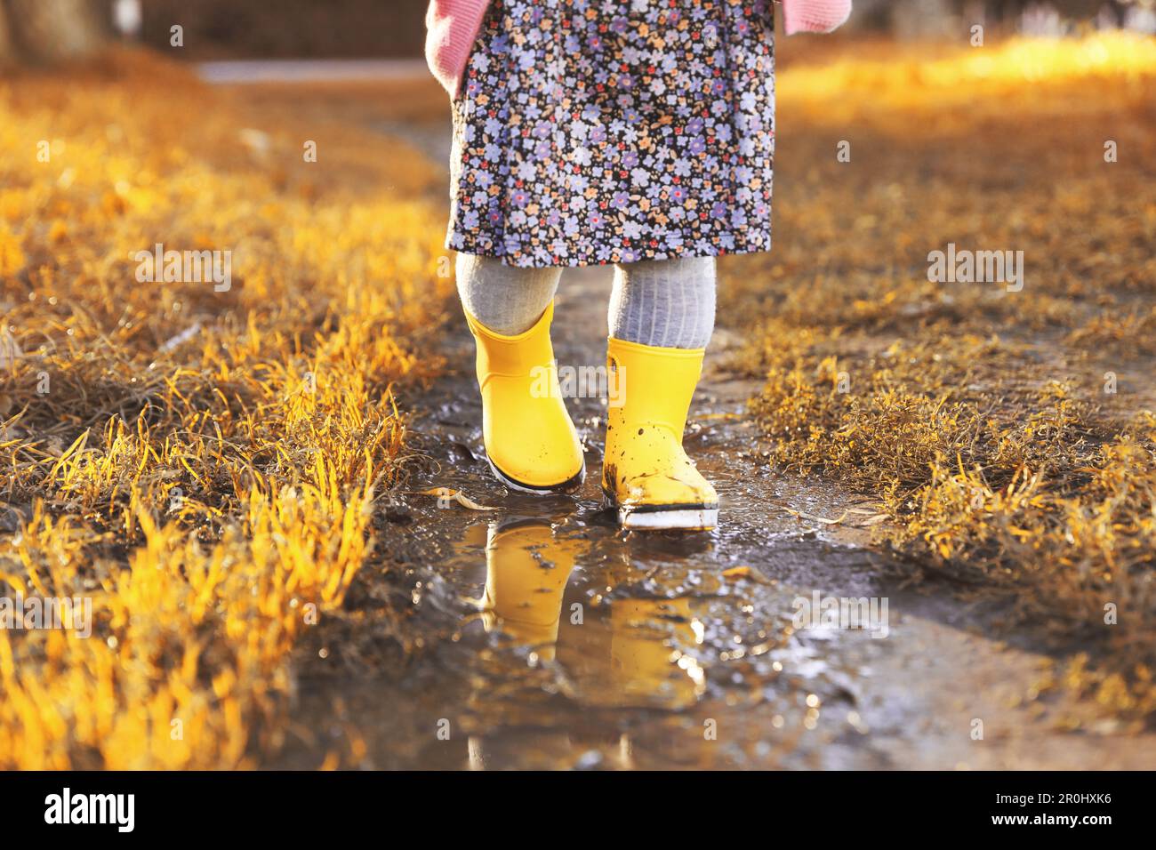 Little girl wearing rubber boots walking in puddle outdoors, closeup ...