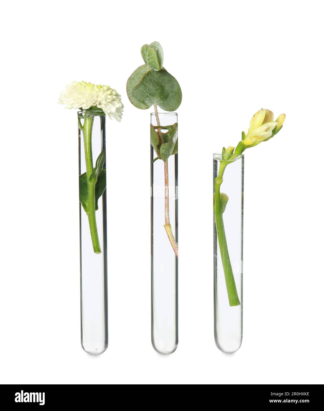 Different plants in test tubes on white background Stock Photo