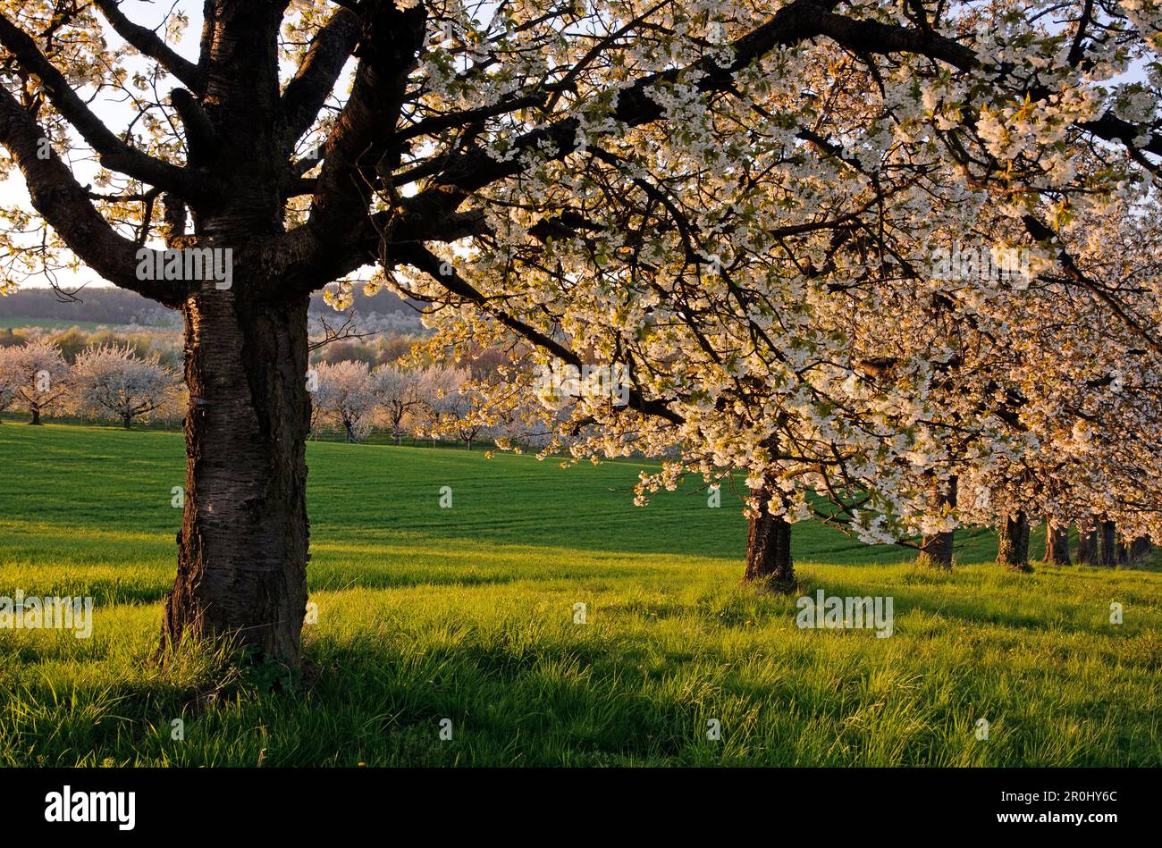 Blooming cherry trees, near Friedberg, Hessen, Germany, Europe Stock Photo