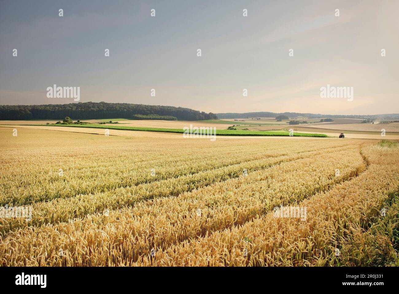 Grain fields, Merklingen, Baden-Wuerttemberg, Germany Stock Photo - Alamy