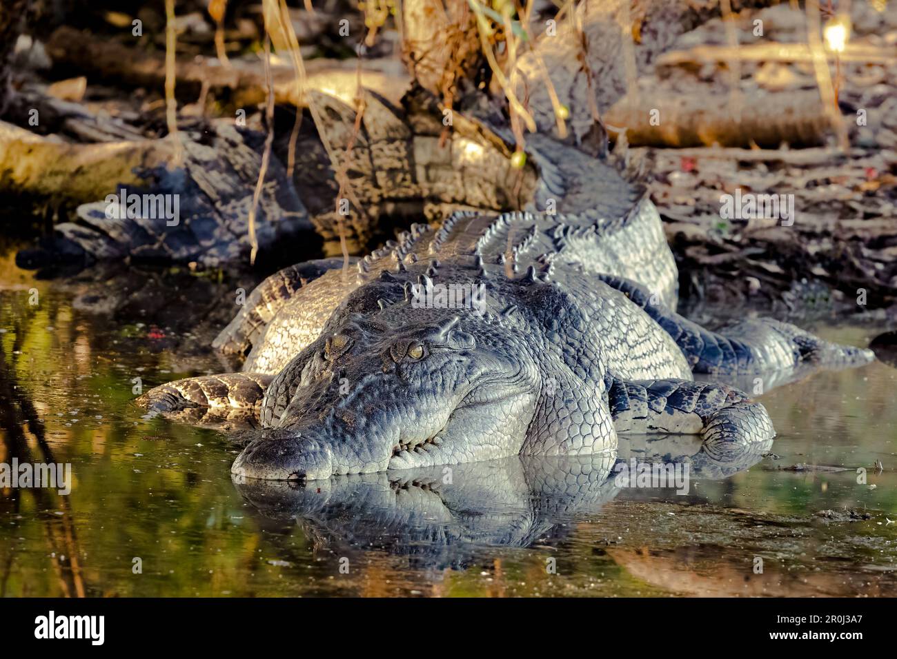 Australian crocodile in Kakadu National Park, Northern Territory, Australia Stock Photo