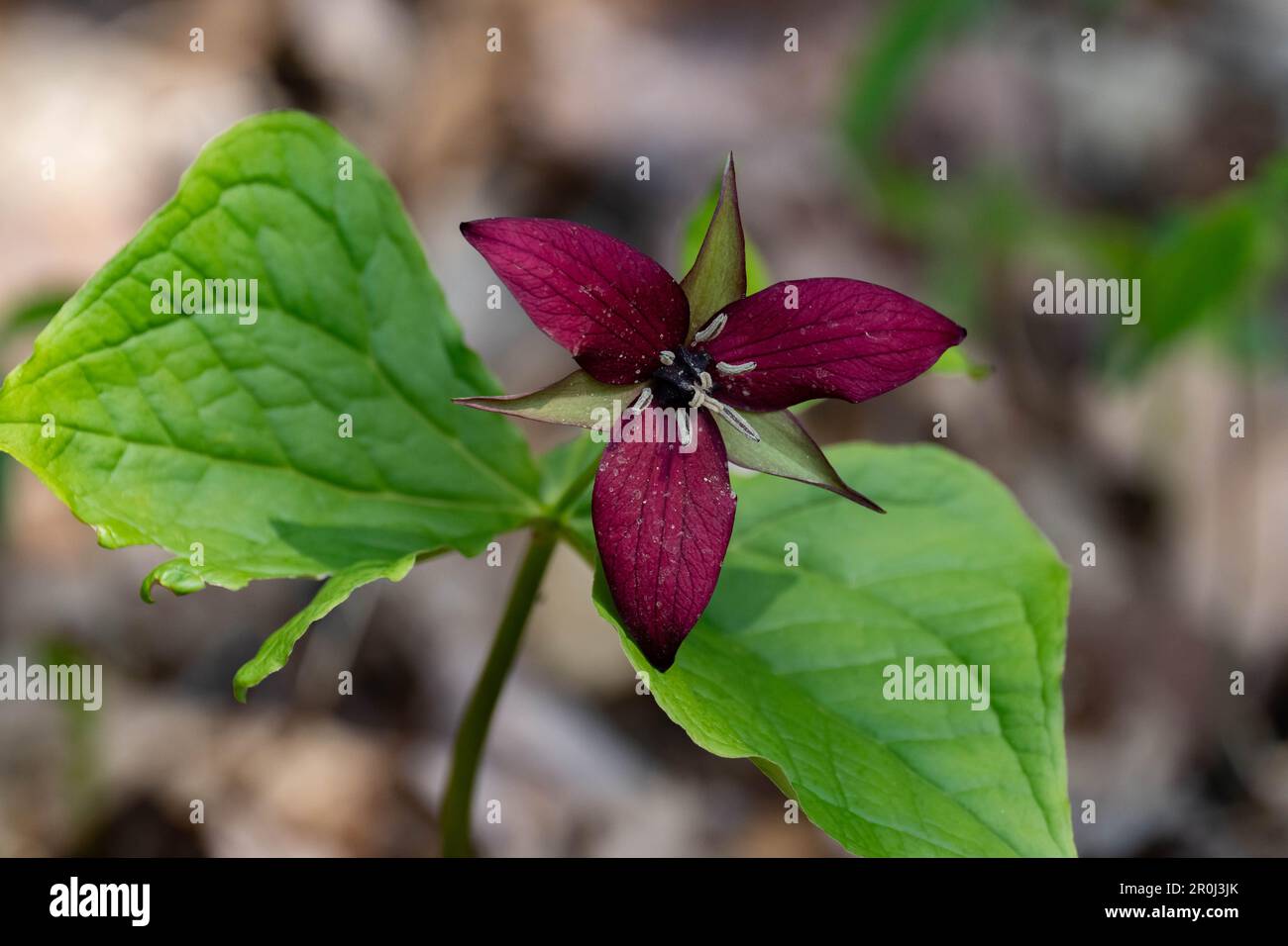 A red trillium, Trillium erectum, growing in the wild Adirondack Mountains, NY USA forest Stock Photo